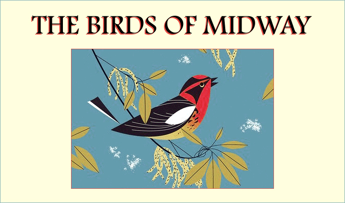 Birding in Midway, B.C.