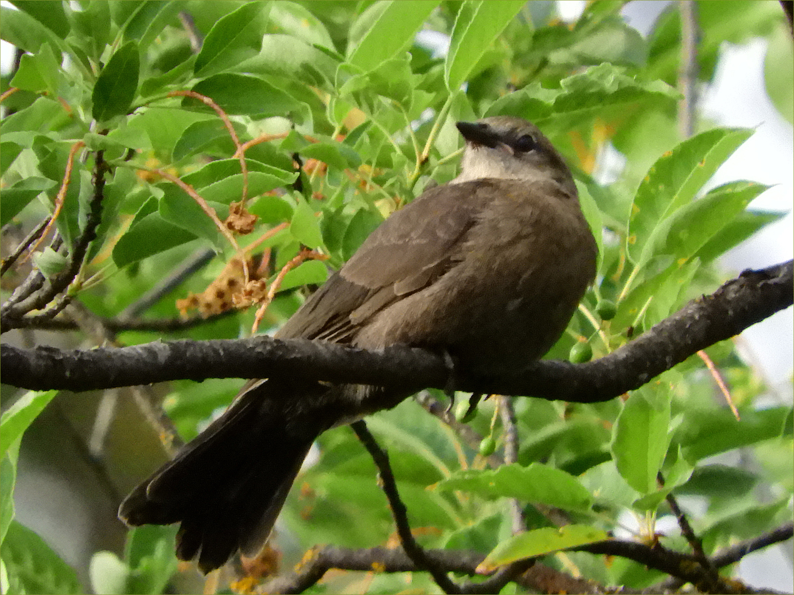 Common Blackbird (juvenile)