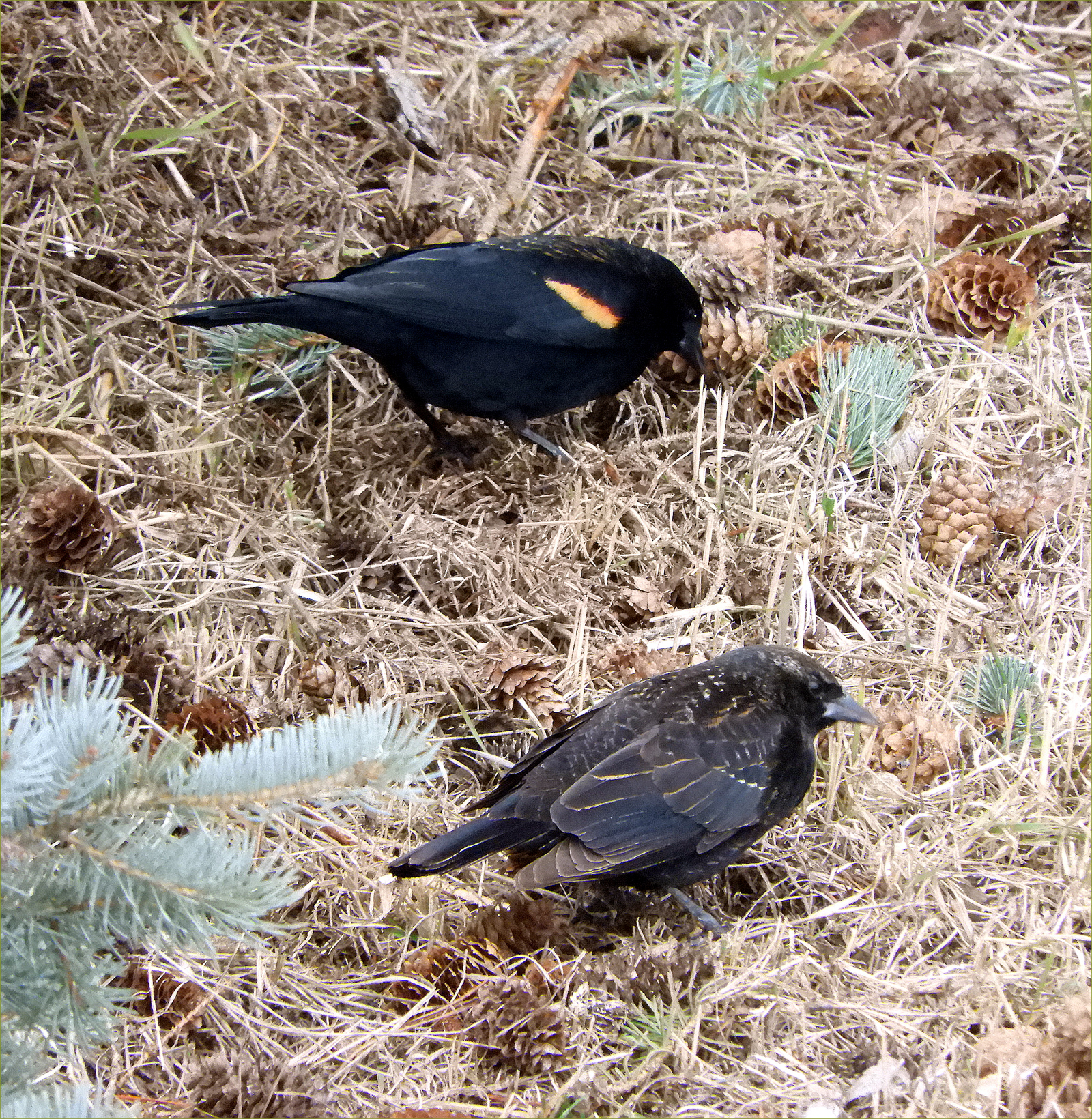 Red-winged Blackbird (pair)