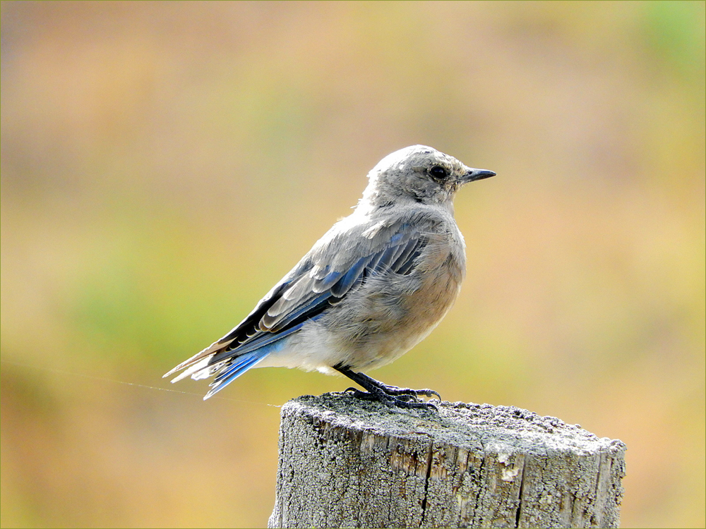 Western Bluebird (female, juvenile)