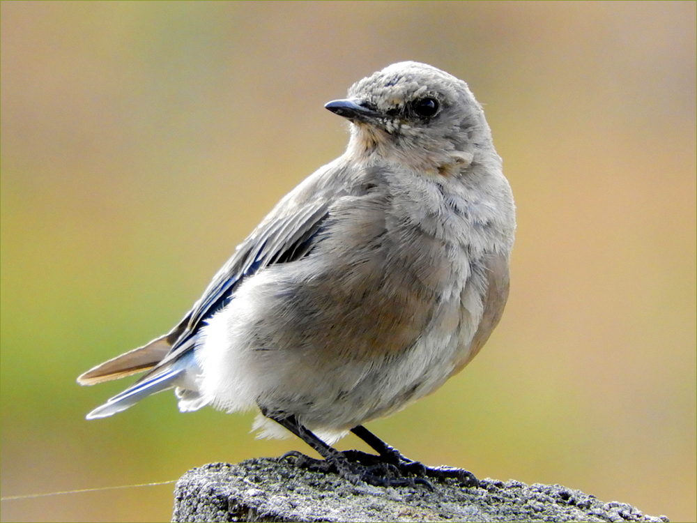 Western Bluebird (female, juvenile)