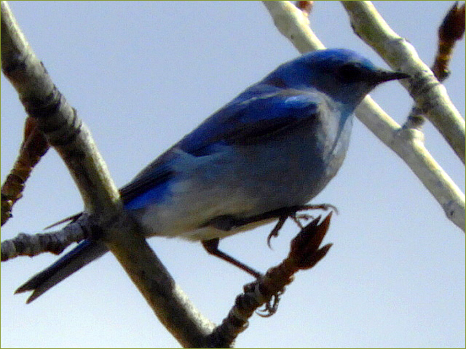 Mountain Bluebird (male)