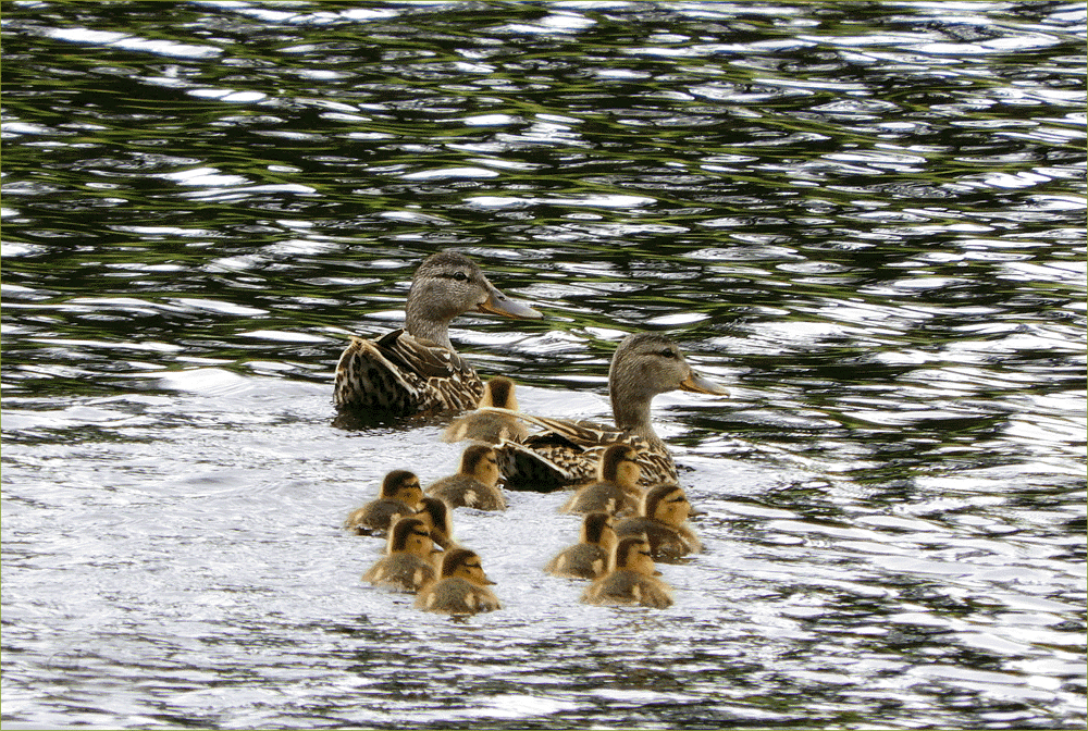 Gadwall Ducks with Ducklings
