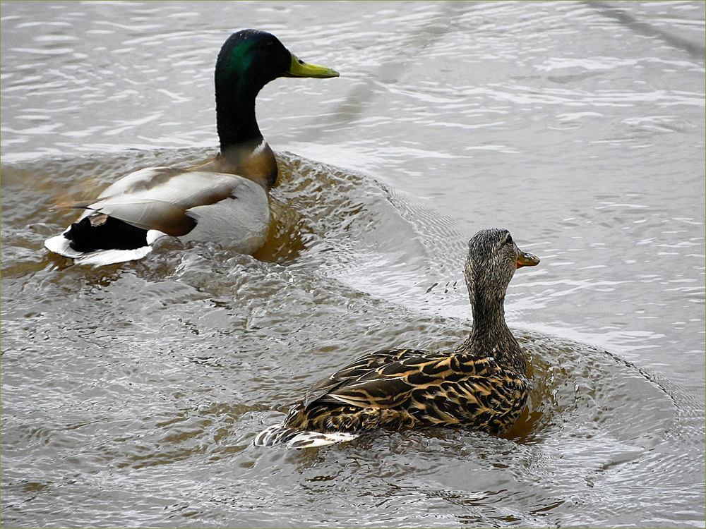 Mallard Ducks (pair)