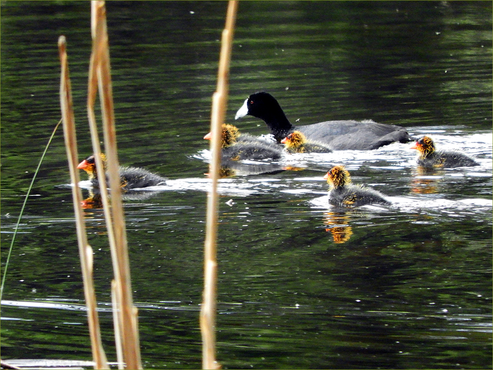 American Coot and ducklings