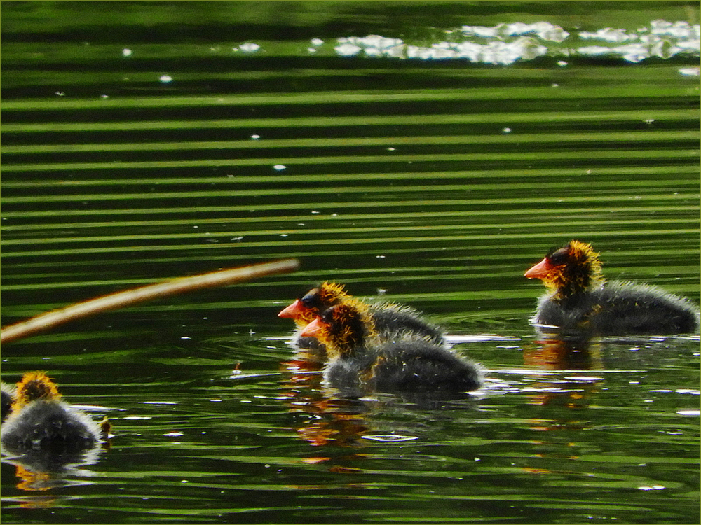 American Coots (ducklings)