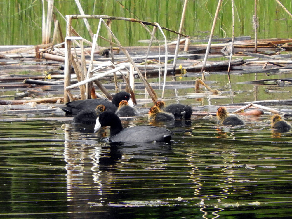 American Coots and ducklings