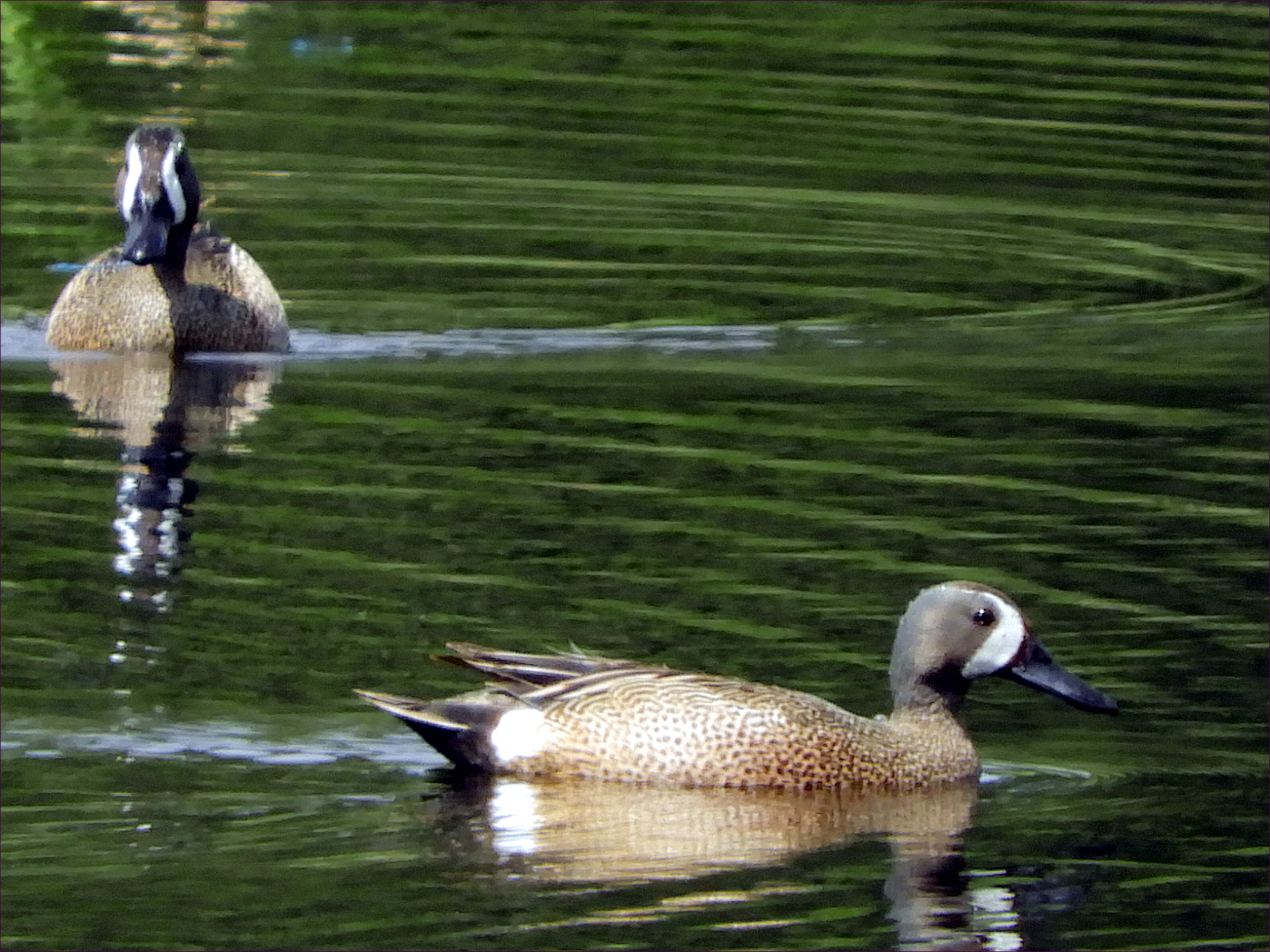 Blue-winged Teals (males)