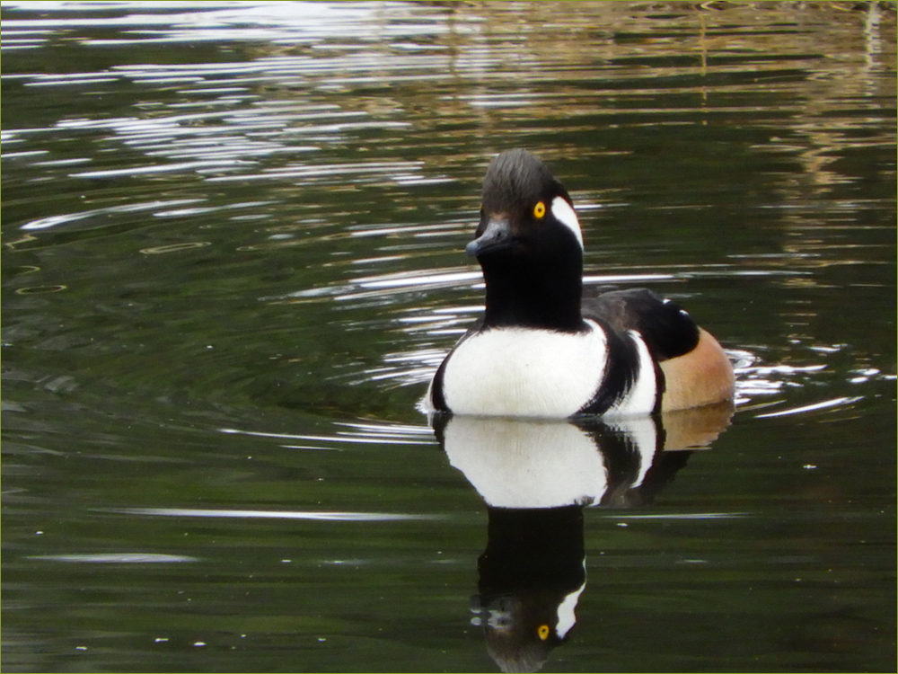 Hooded Merganser Duck (male)
