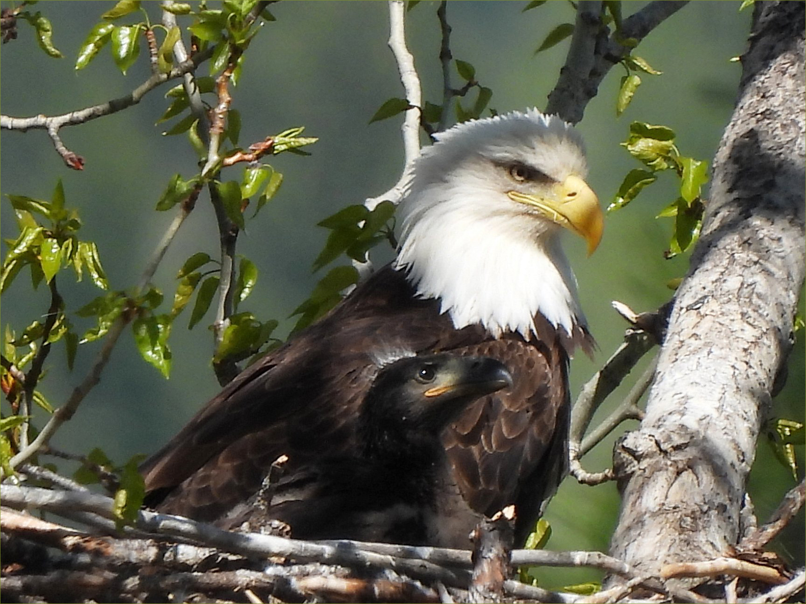 Bald Eagle with eaglet