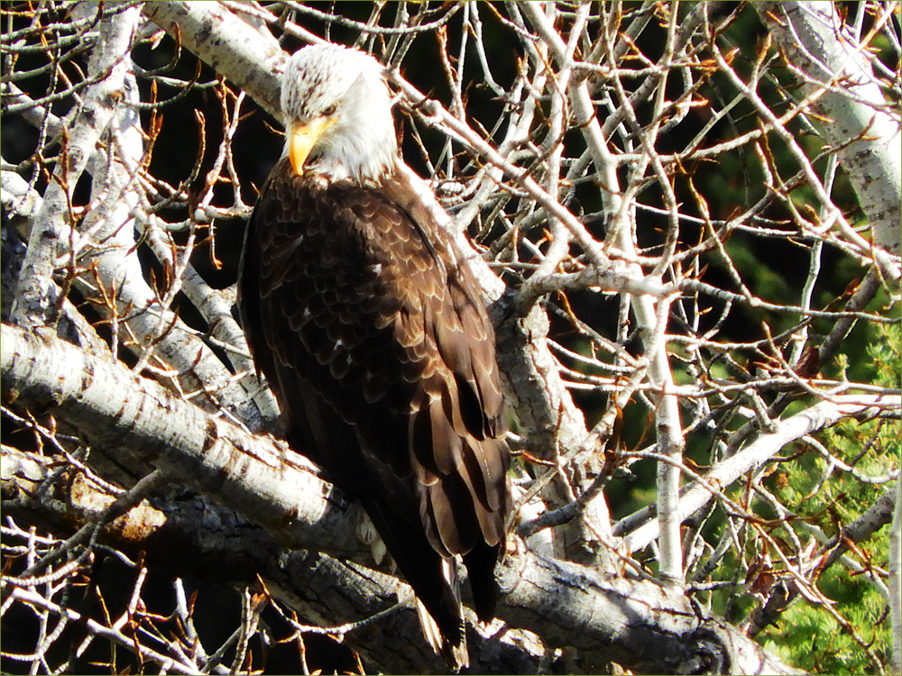 Bald Eagle (young)