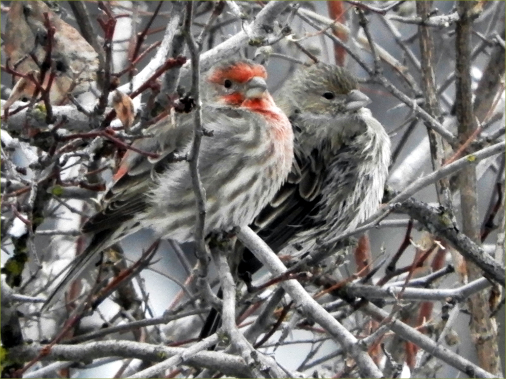 House Finches (pair)