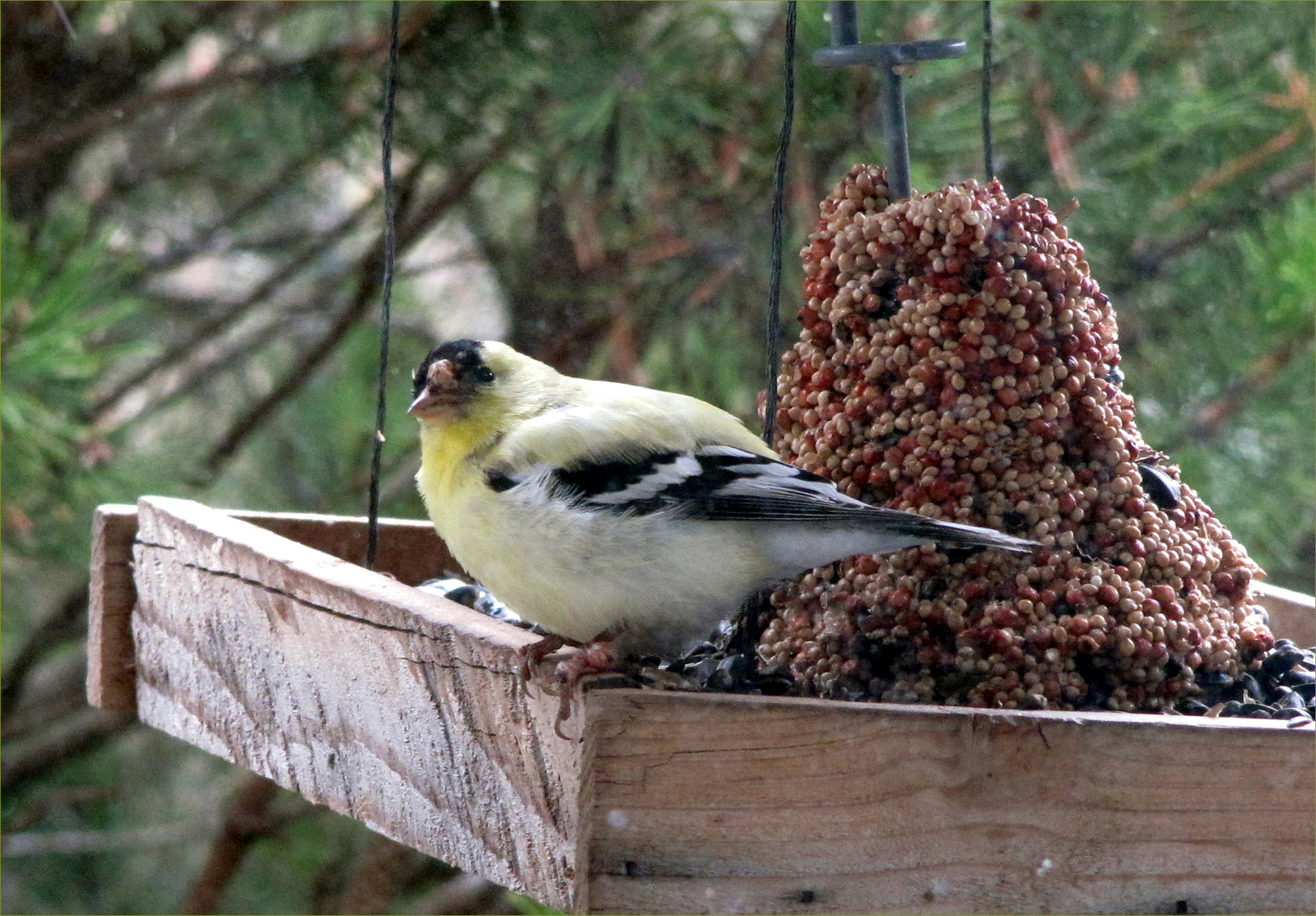 American Goldfinch (male with deformity)