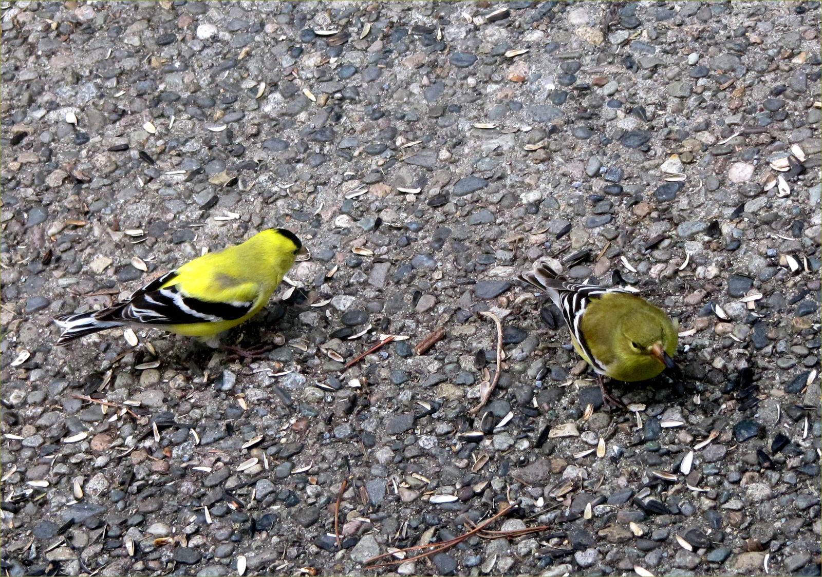 American Goldfinches (pair)