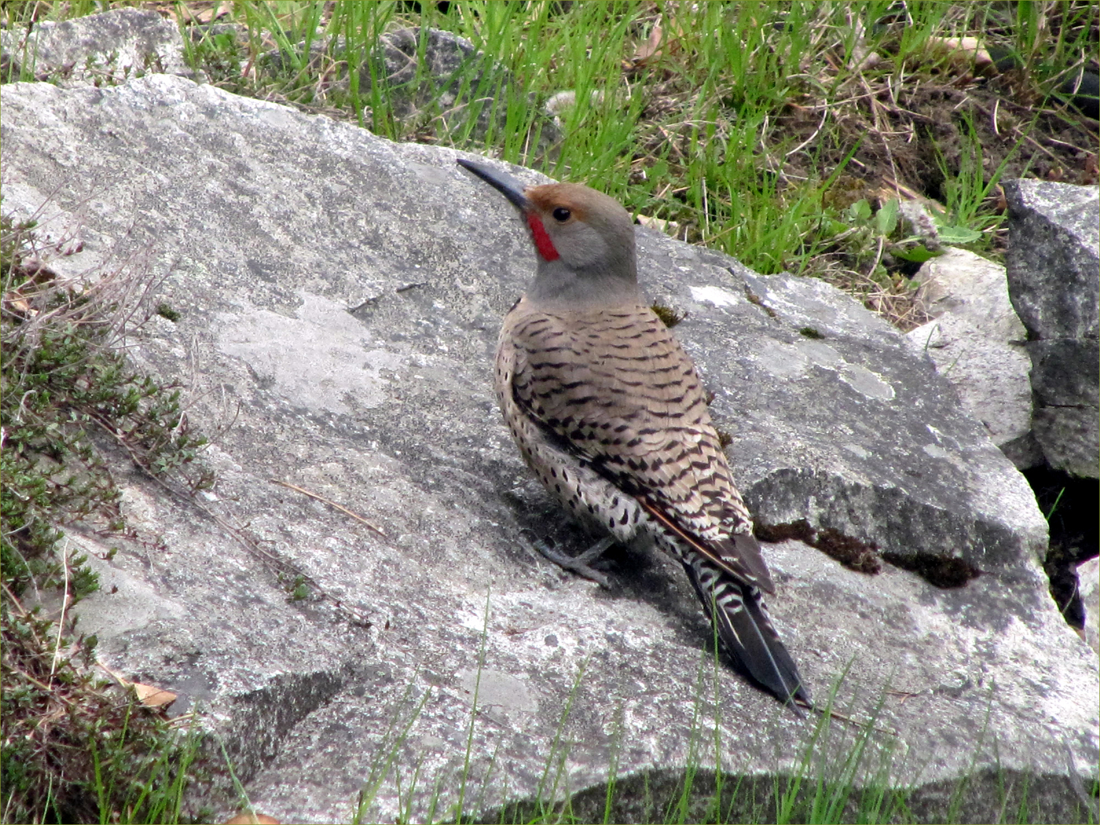 Northern Red-shafted Flicker