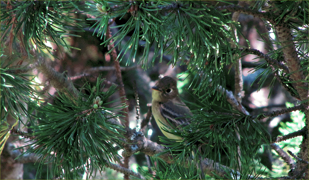Pacific-slope Flycatcher (male)