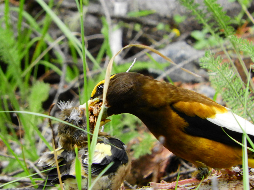Evening Grosbreaks (male and fledgling)