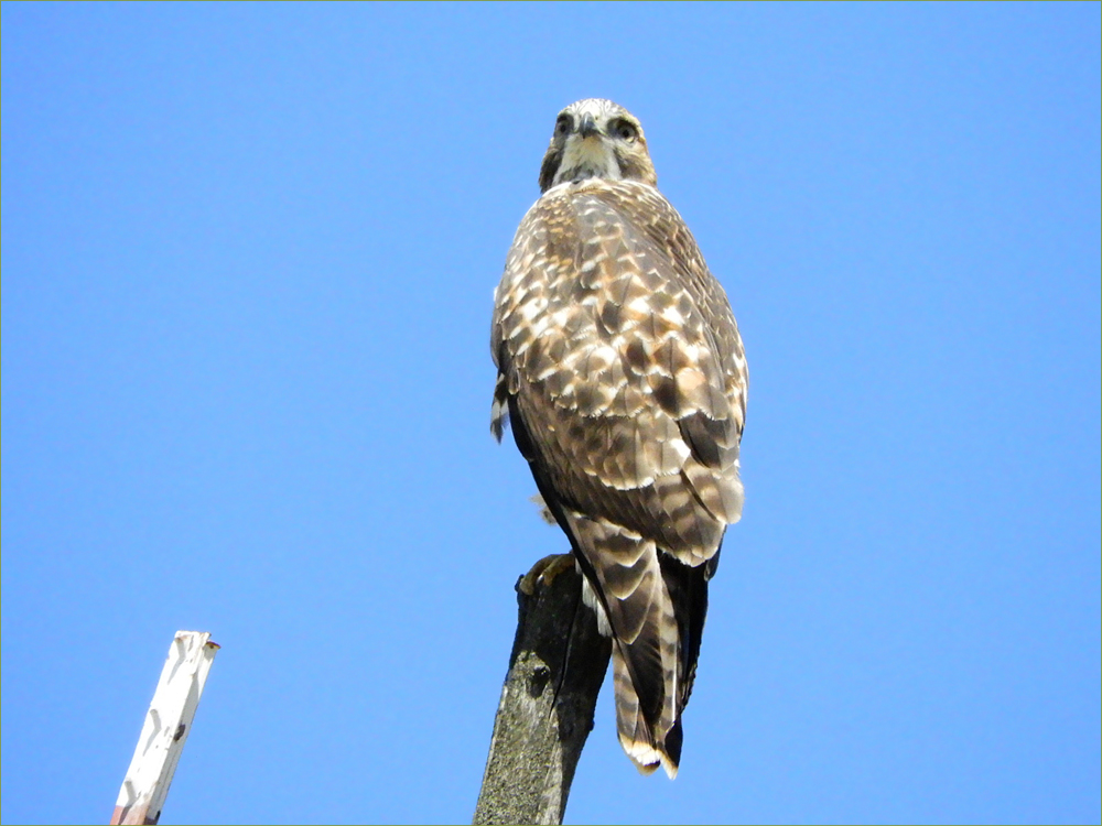 Swainson's Hawk (juvenile)