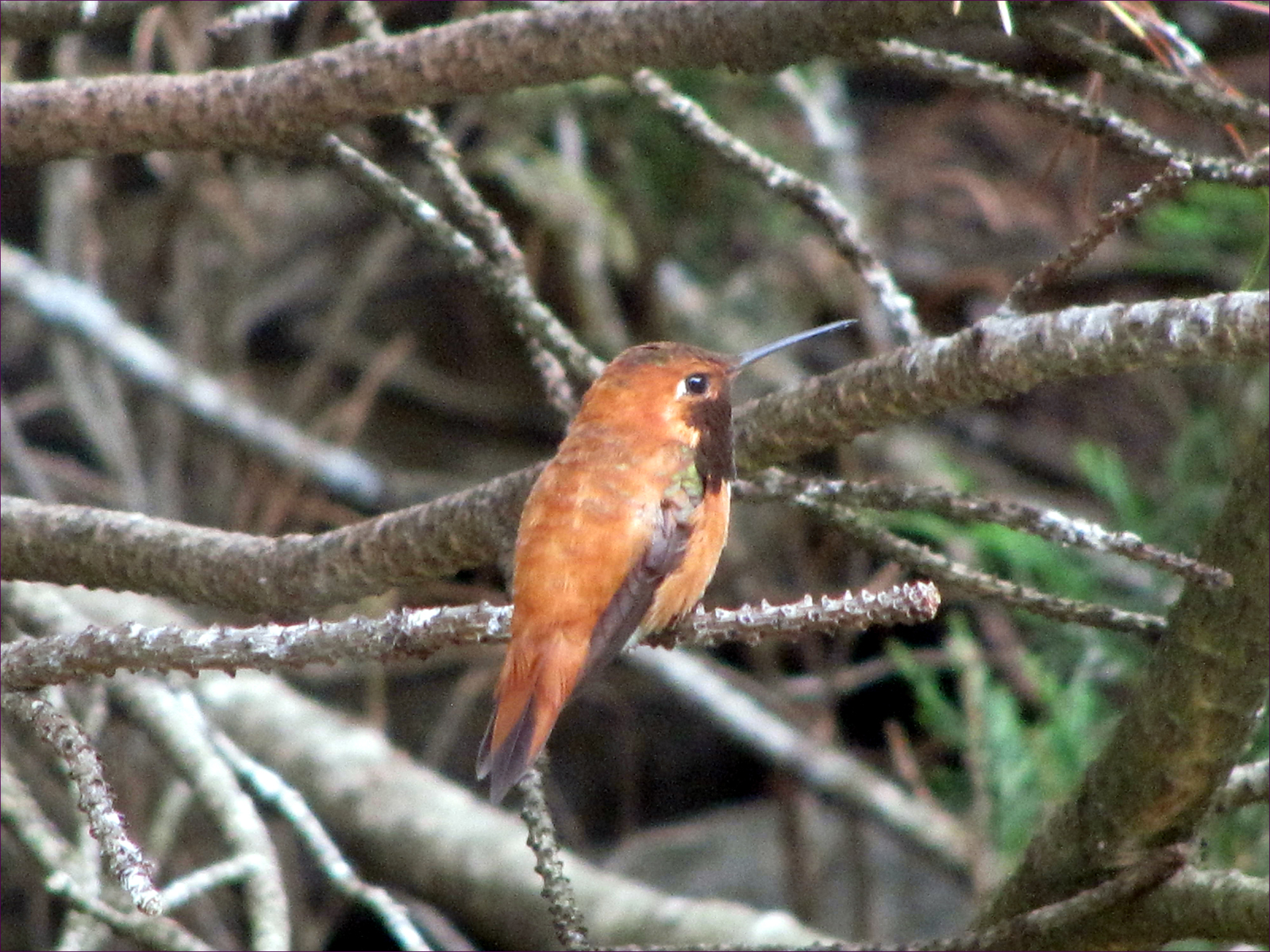 Rufous Hummingbird (male)