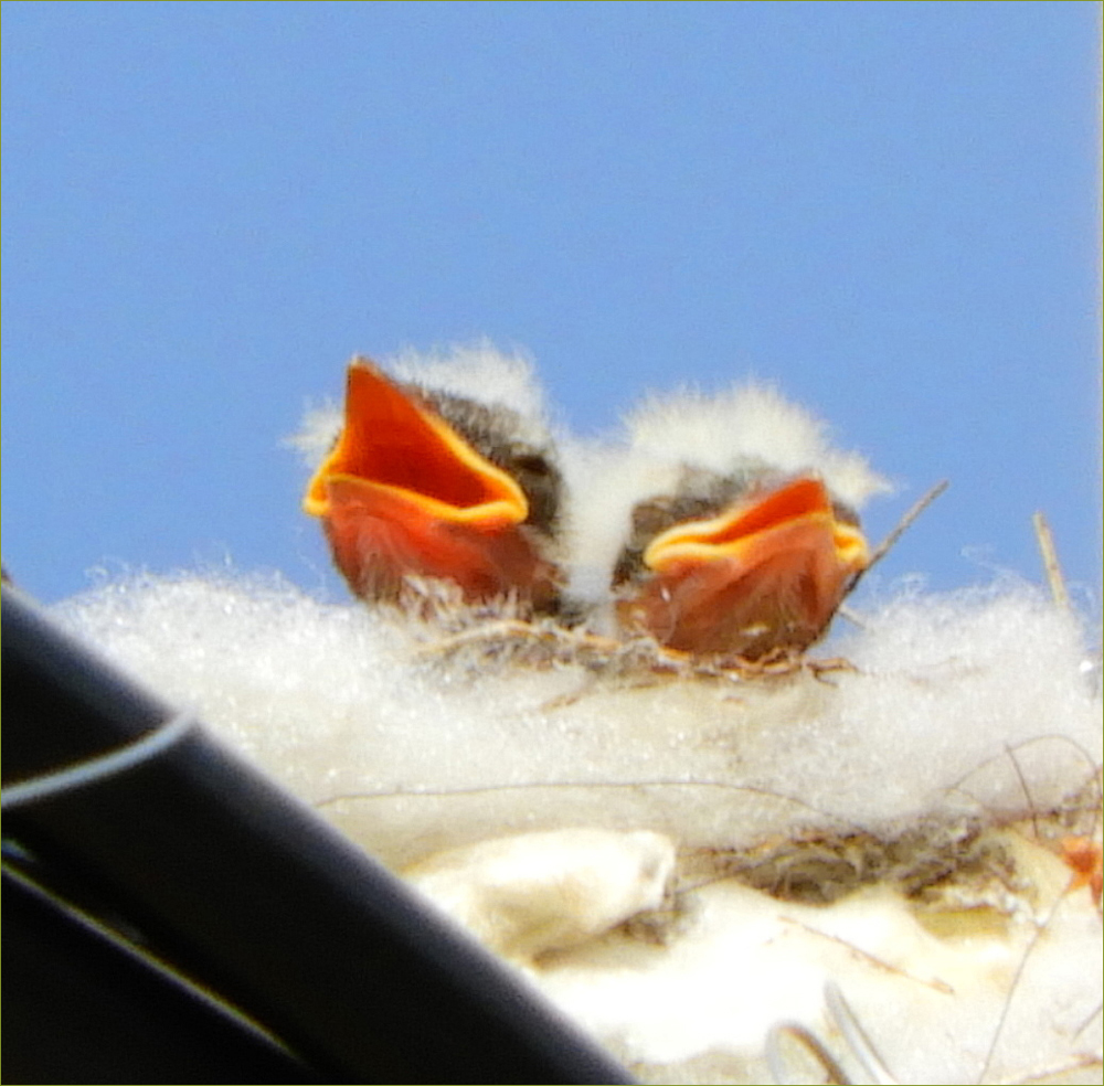 Western Kingbird Nestlings