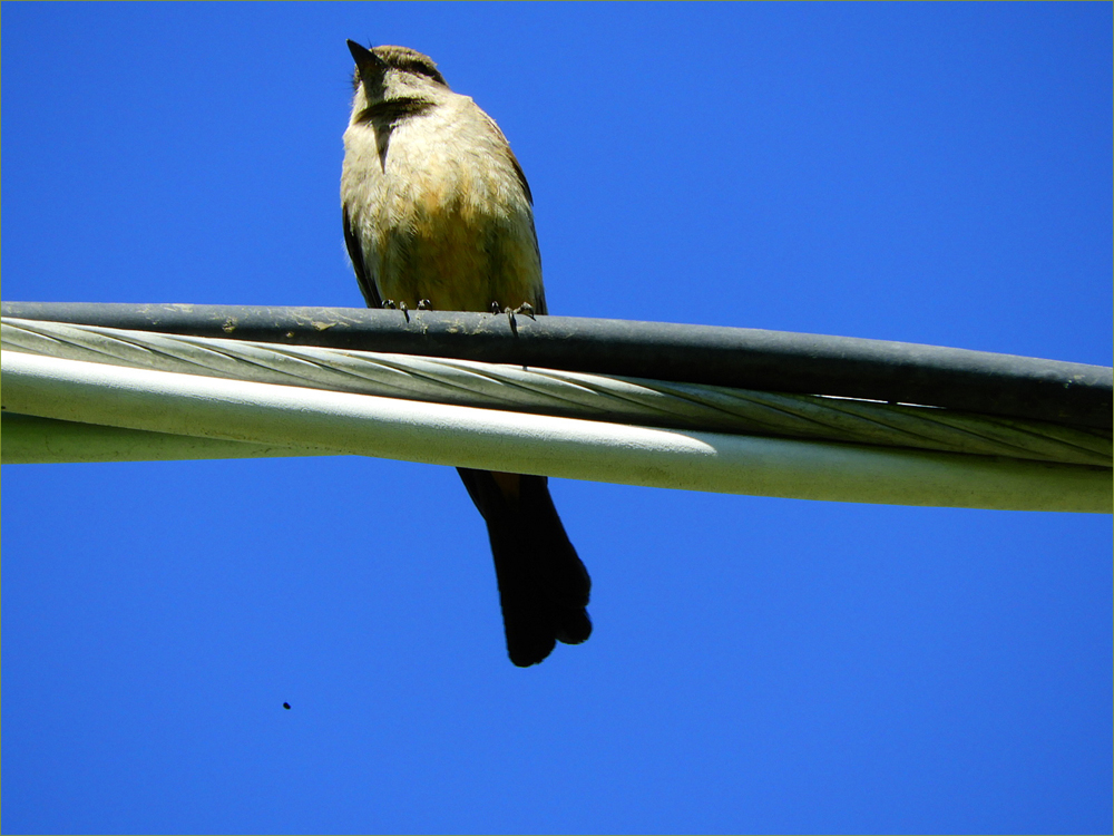 Kingbird (female)