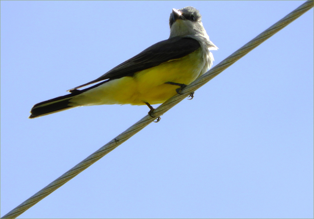 Western Kingbird (male)