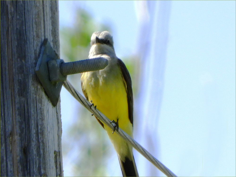 Western Kingbird (male)