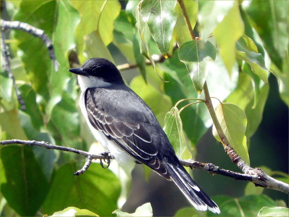 Eastern Kingbird (male)