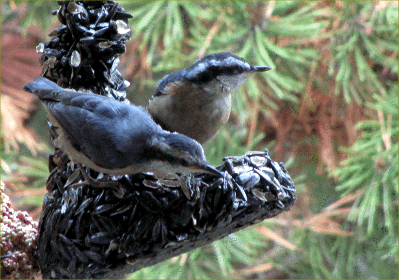 Red-breasted Nuthatches (immature)