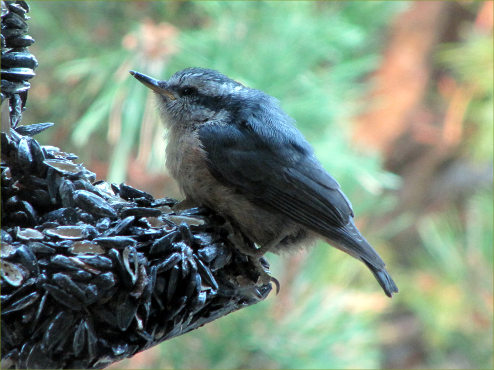 Red-breasted Nuthatch (immature)
