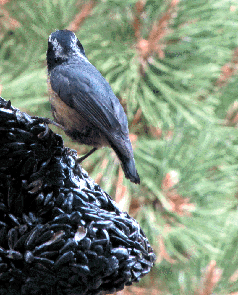 Red-breasted Nuthatch (juvenile)