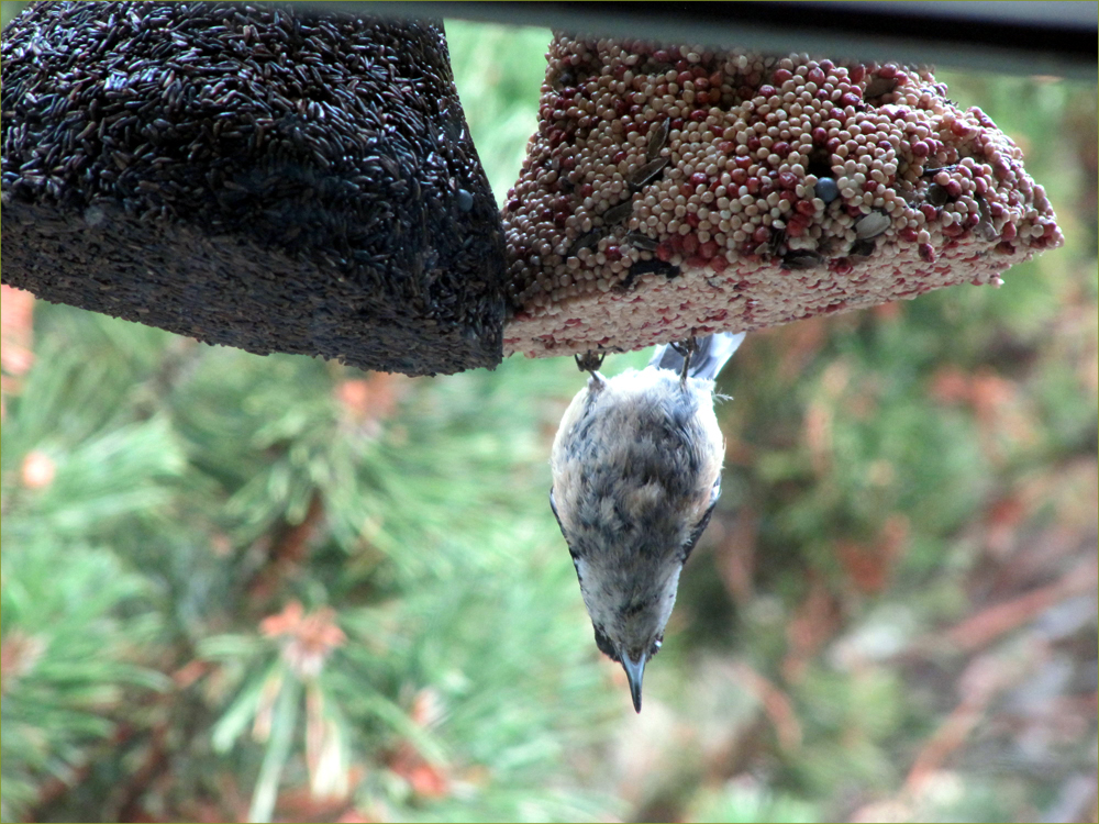 Red-breasted Nuthatch (juvenile)
