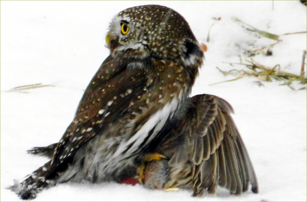 Northern Pygmy Owl (with prey)