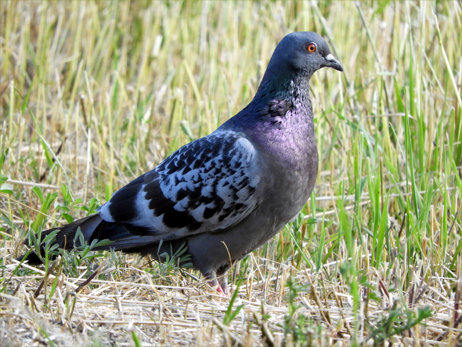 Rock Pigeon (male)