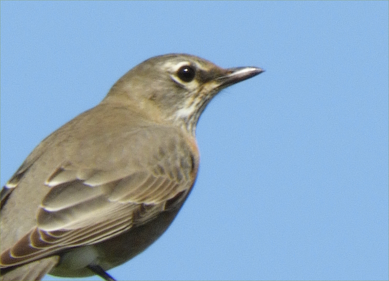American (Buff-bellied) Pipit