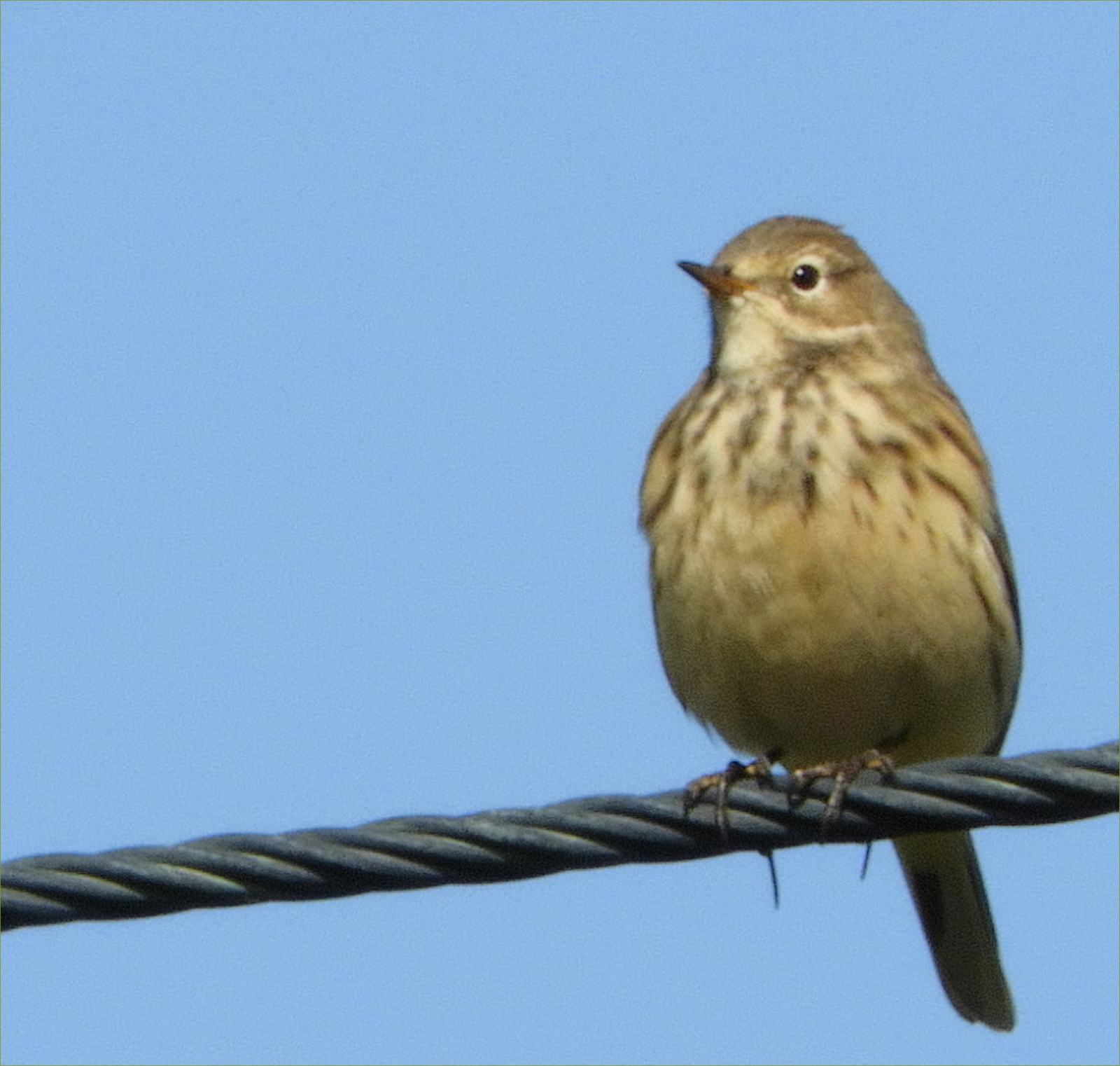 American (Buff-bellied) Pipit
