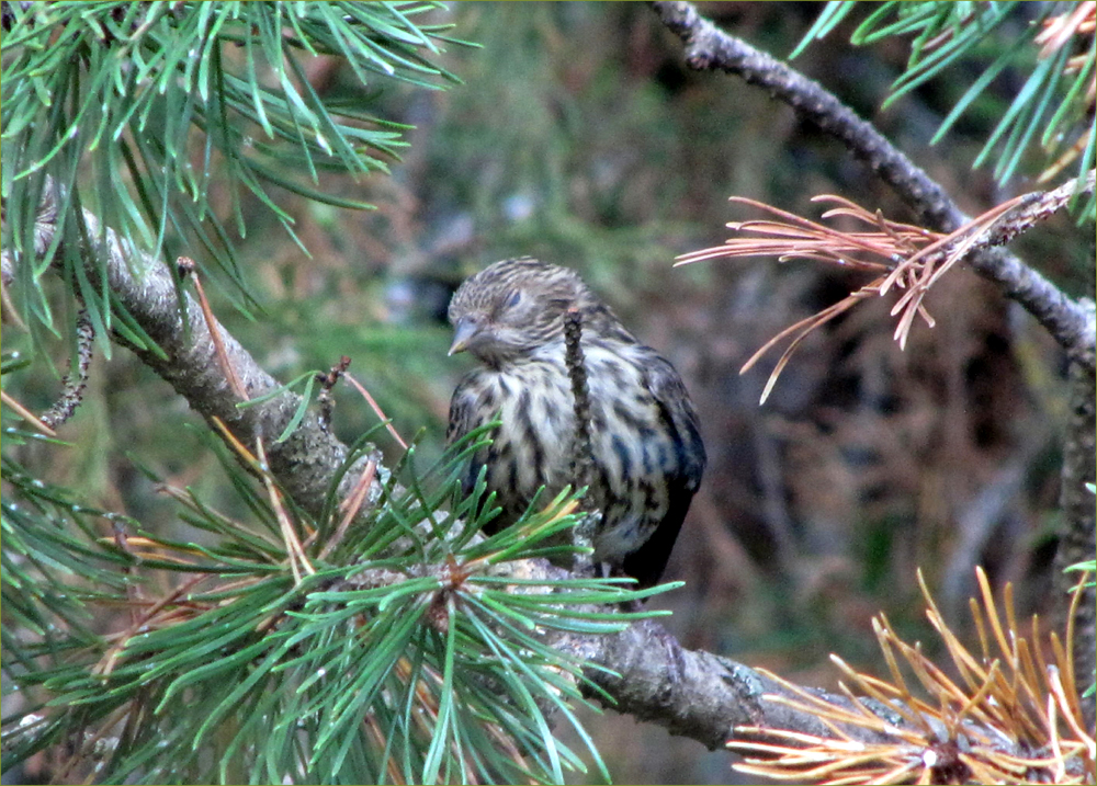 Song Sparrow (female, napping)