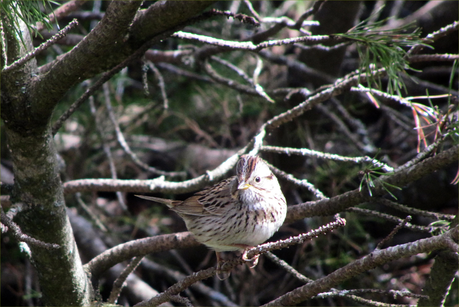 White-crowned Sparrow (female)