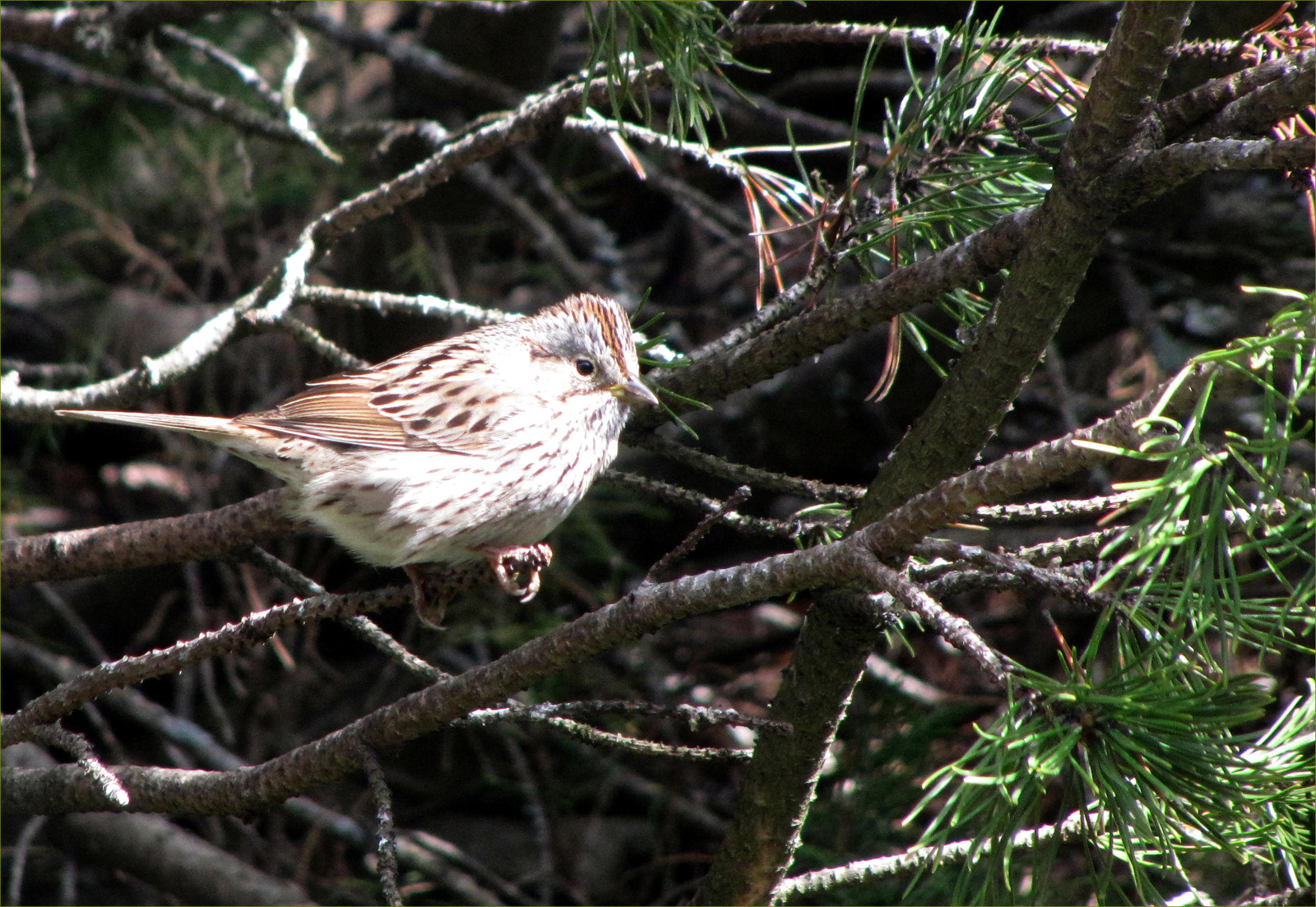 White-crowned Sparrow (female)
