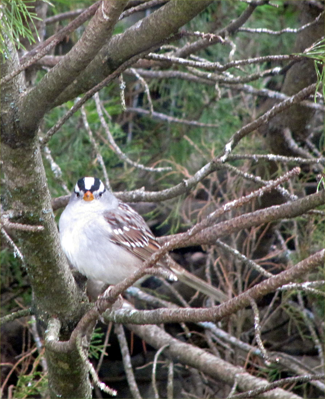 White-crowned Sparrow (male)