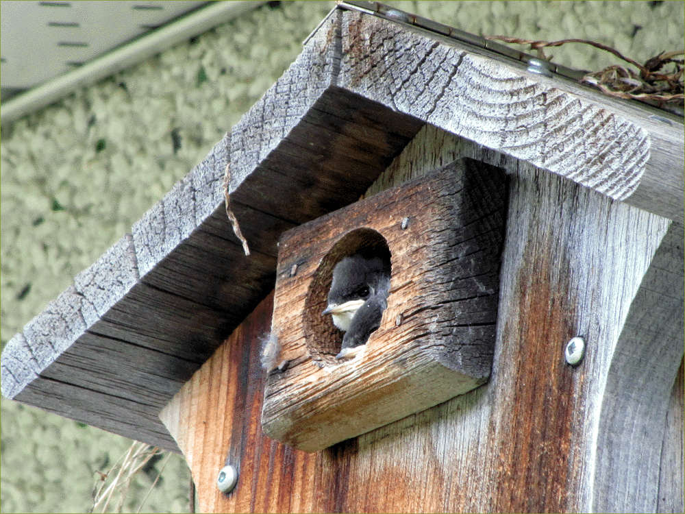 Tree Swallows (nestlings)