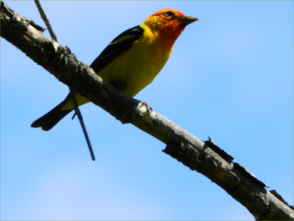 Western Tanager (male)