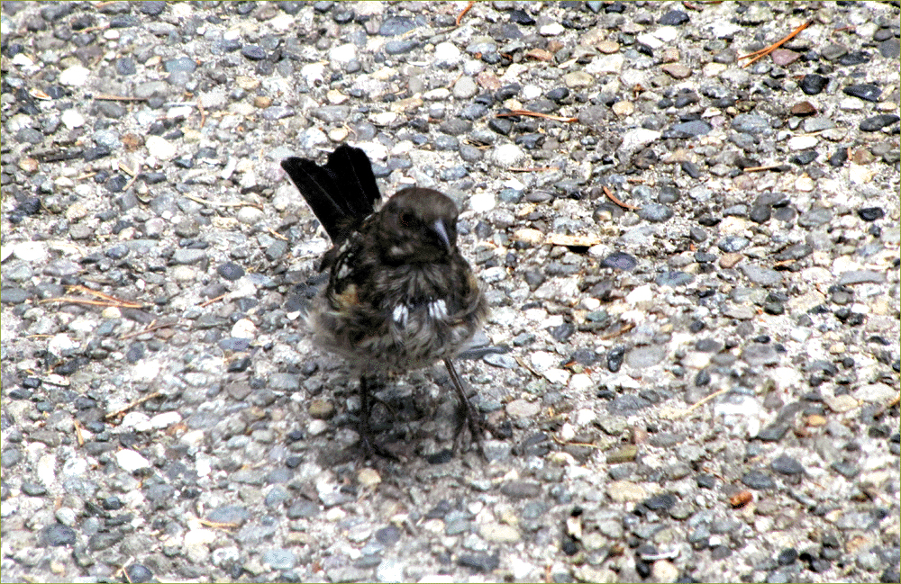 Spotted Towhee (juvenile)