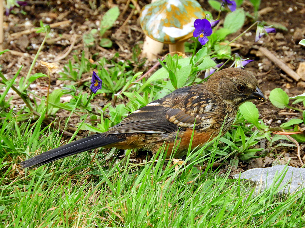 Spotted Towhee (immature)
