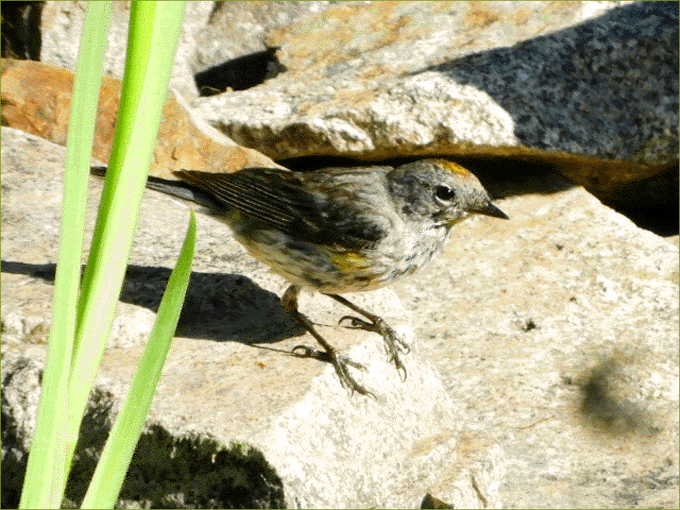 Yellow-rumped Warbler, Myrtle's (female)