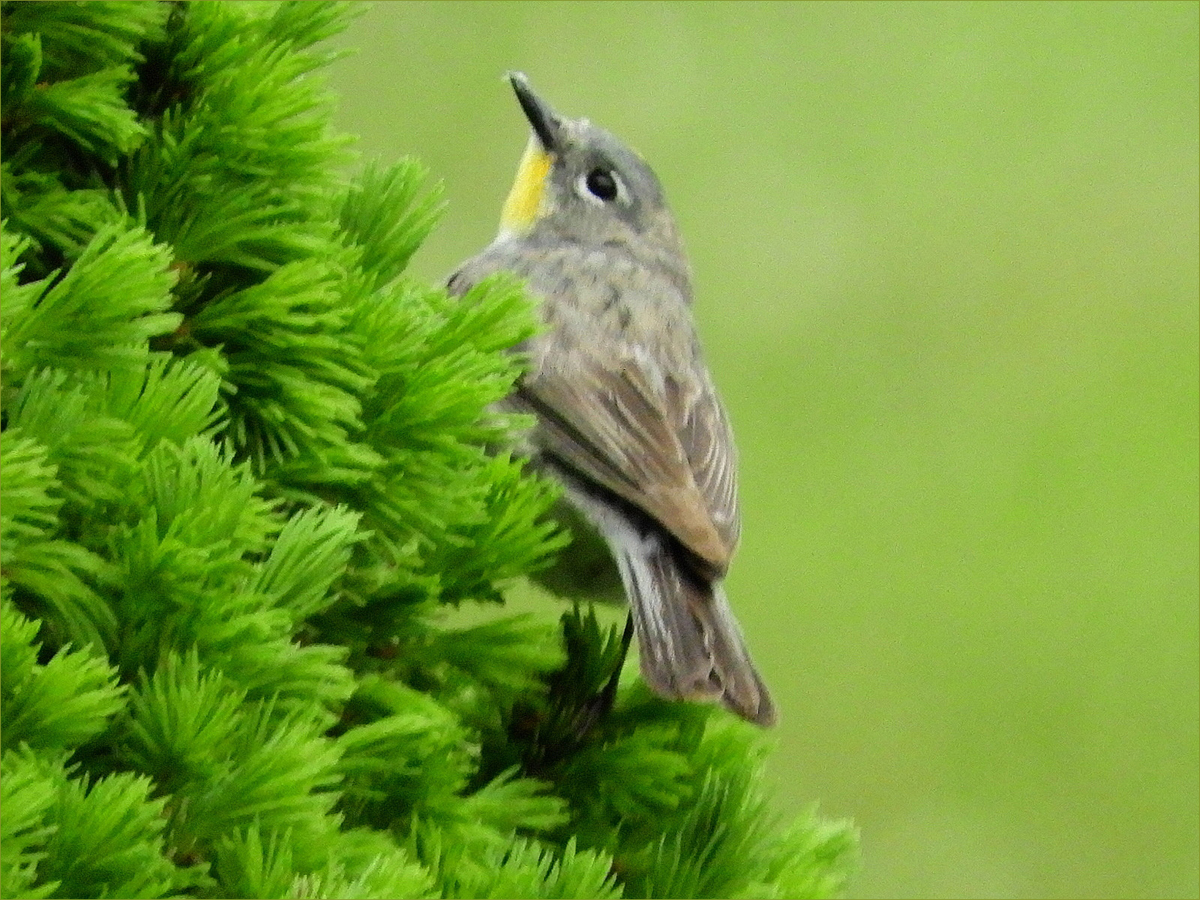 Audubon's Yellow-rumped Warbler (female)