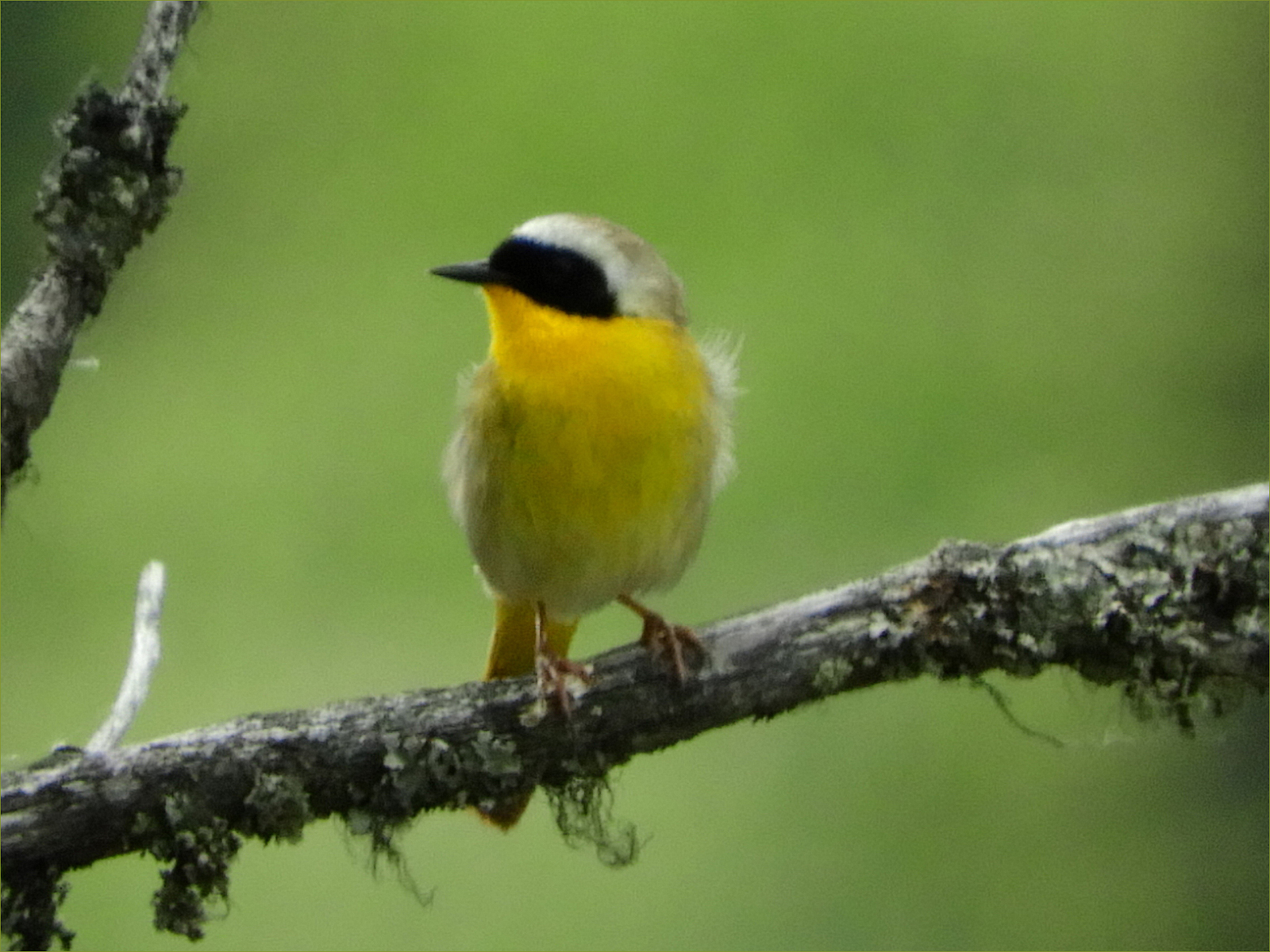 Common Yellowthroat Warbler (male)