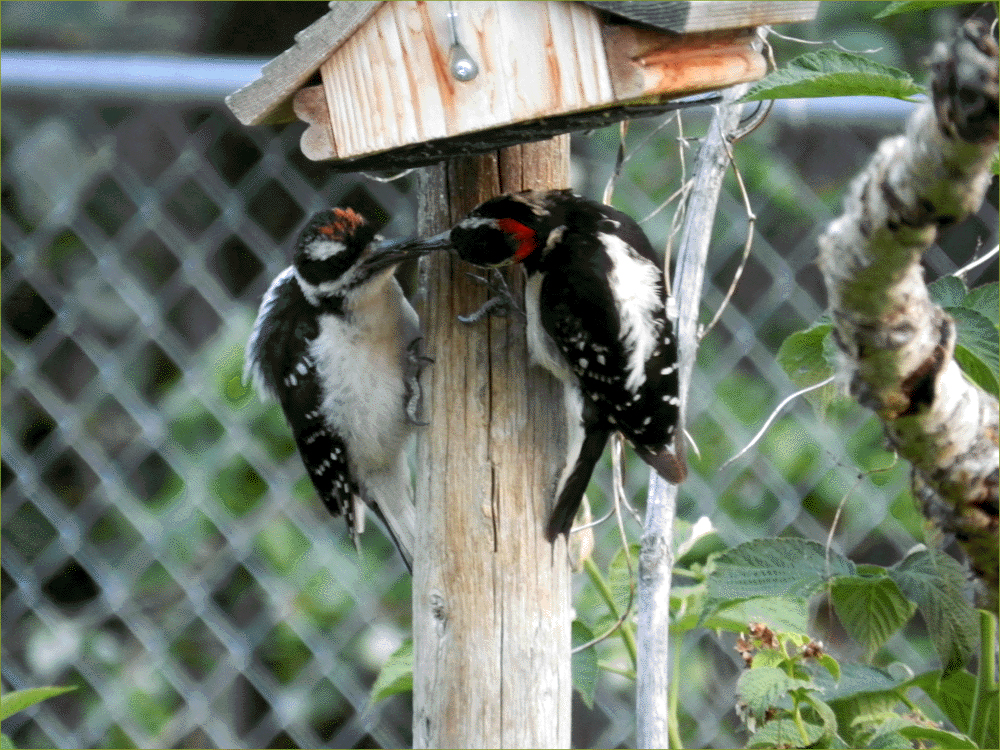 Hairy Woodpeckers (father and son) 