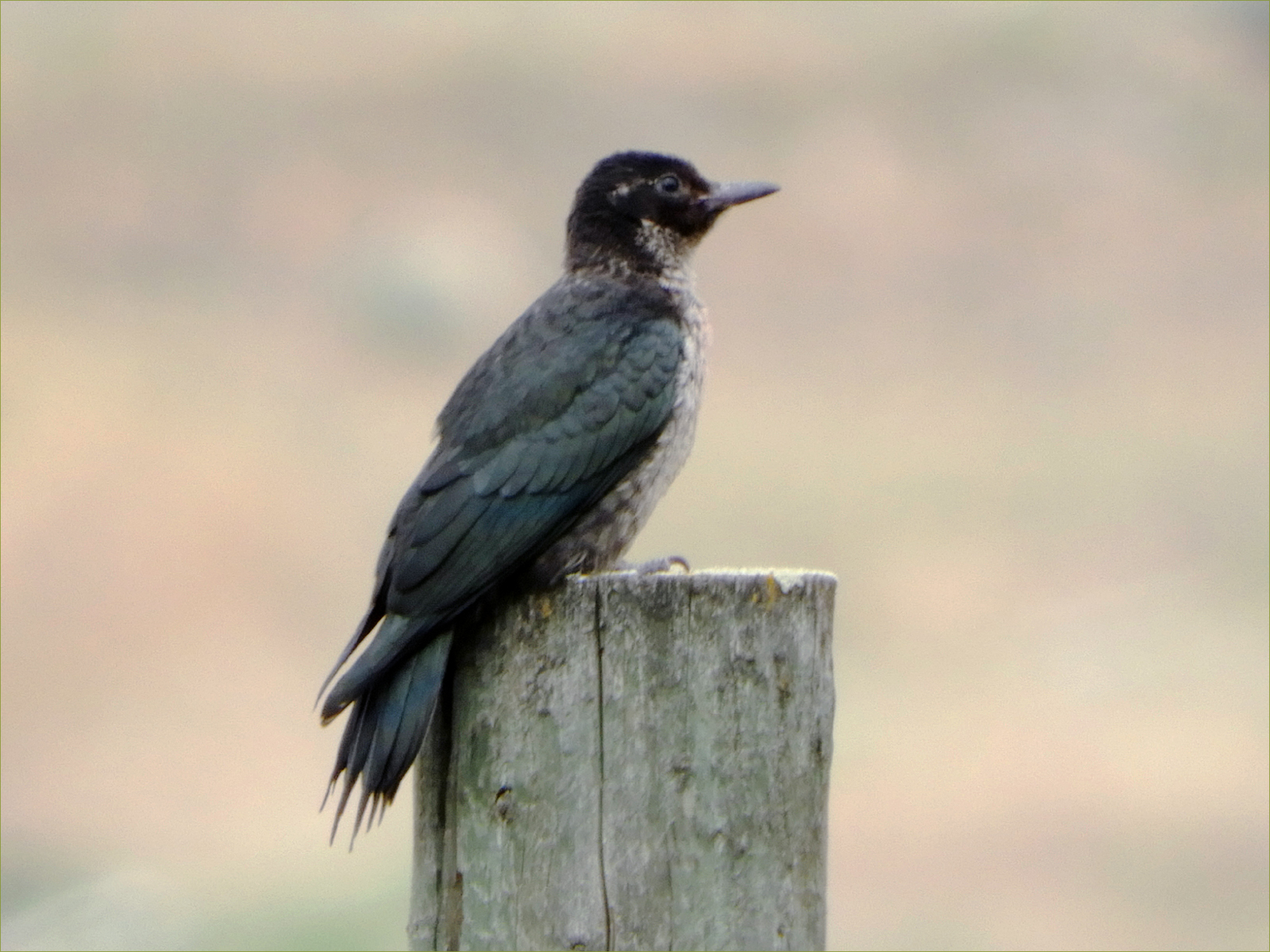 Lewis's Woodpecker (juvenile)