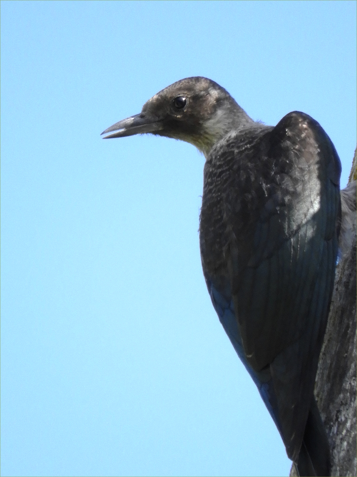 Lewis's Woodpecker (immature)